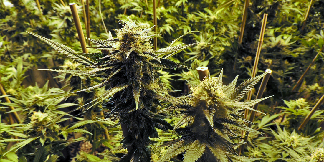 Enriched Hemp Cultivations