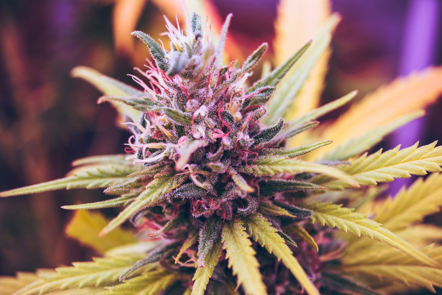 THCA-Flower.jpeg.webp.bv_resized_desktop.webp