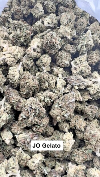 Greenhouse JO Gelato THCA Hemp Flower