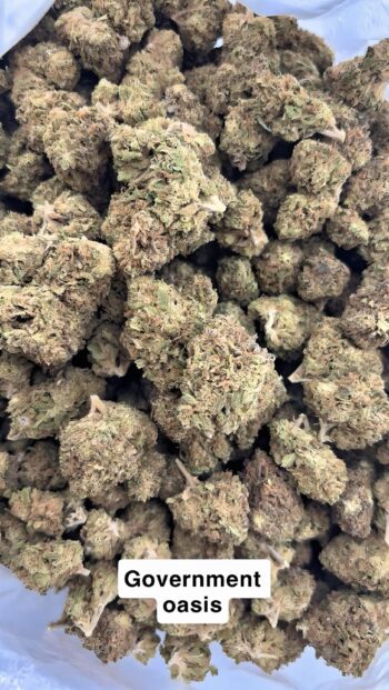 AA Light Assist Government Oasis THCA Hemp Flower